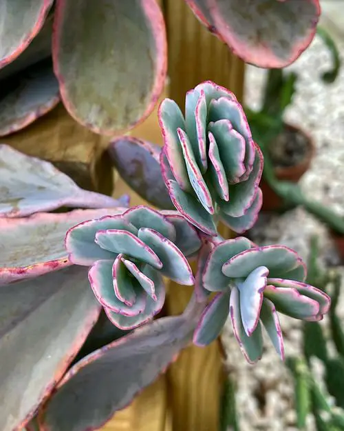 Plants with Pink and Green Leaves 6