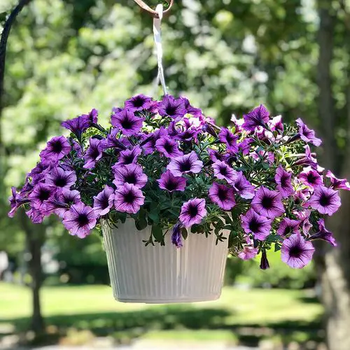 Classic Hanging Basket Plant Idea 3