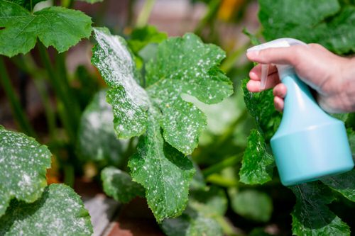 Gardener's Old Wives Tales that Really Work12