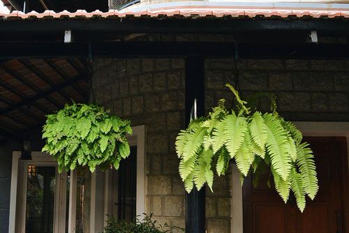 Hanging Basket Ideas for Garden 12