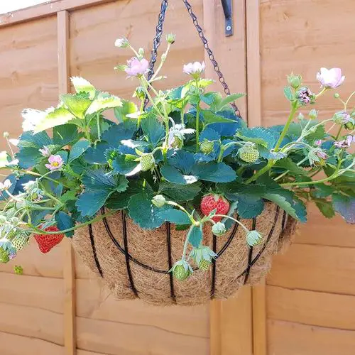 Hanging Basket Ideas for Garden 14