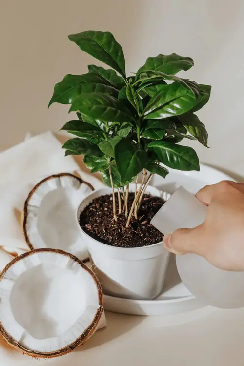 Gardener's Old Wives Tales that Really Work14