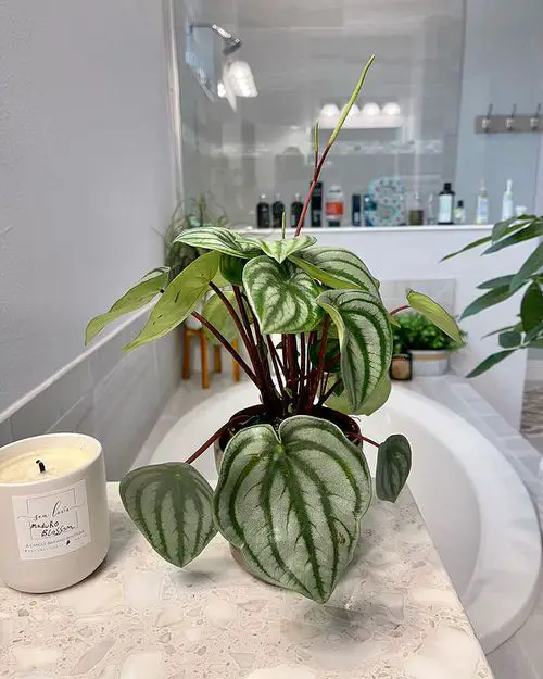 Houseplants in a washroom 15