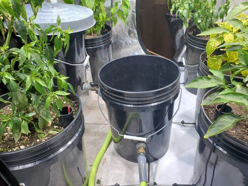 Gardener's Old Wives Tales that Really Work17