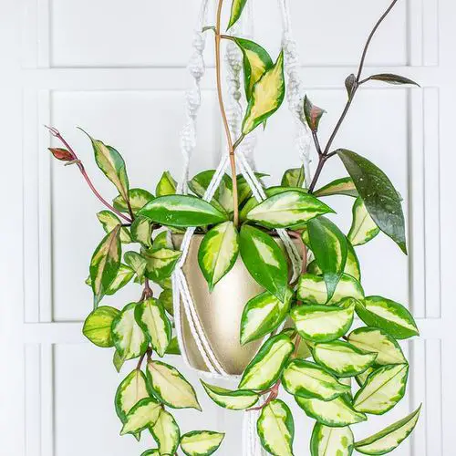 Hanging Basket Ideas for Garden 10
