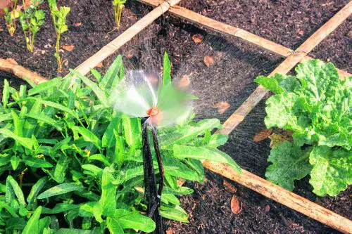 Gardener's Old Wives Tales that Really Work18