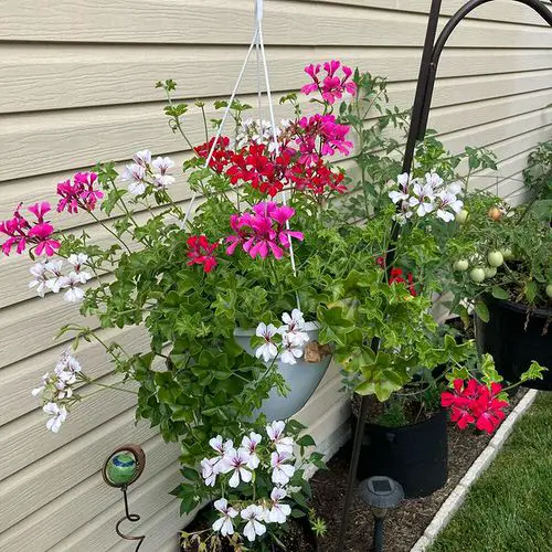 Hanging Basket Ideas for Garden 2