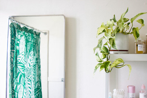 Houseplants in a washroom 2