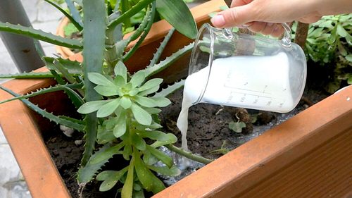 Best Homemade DIY Fungicide Recipes for Plants Milk Fungicide