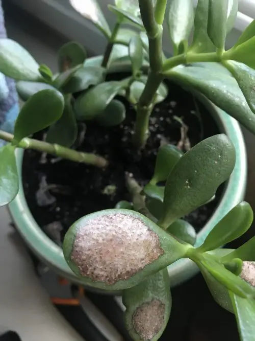 How to Save a Dying Jade Plant 4