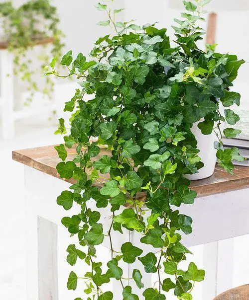 Tropical Plants You Can Grow in the Bathroom 2