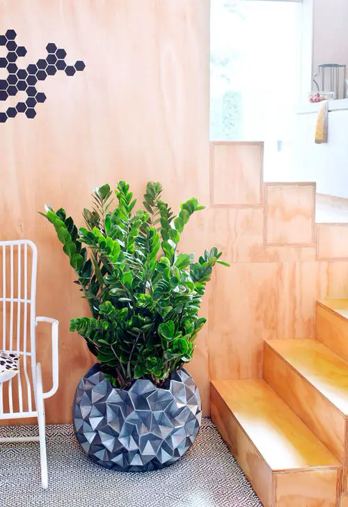 Easiest Indoor Plants to Take Care Of