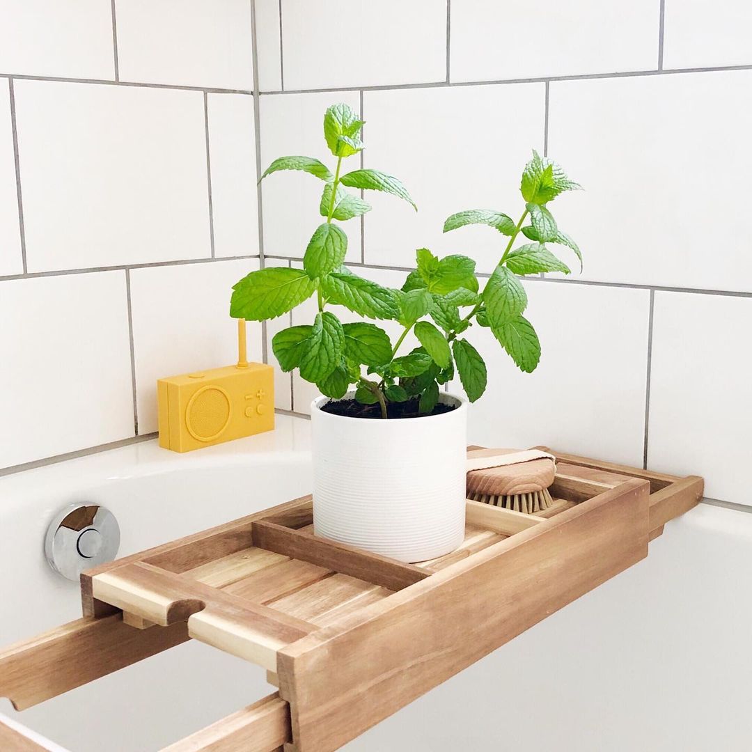 How to Grow Mint in Small Space 1