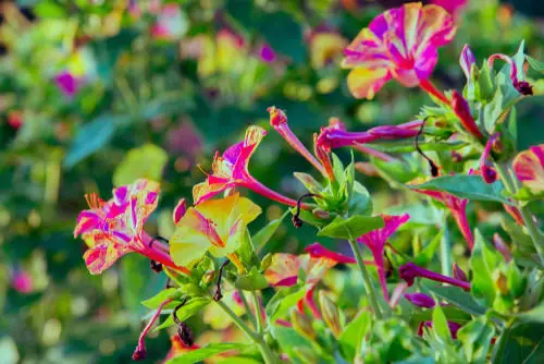Best Types of Colorful Flowers  23