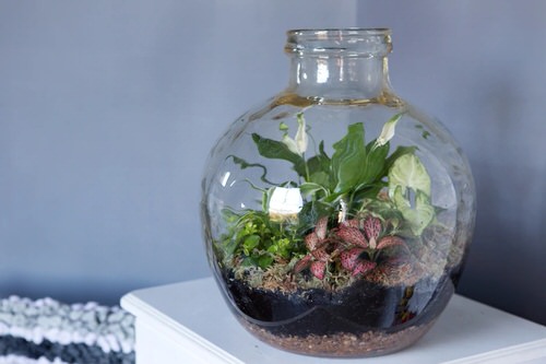 Unbelievable Sealed Bottled Gardens Ideas 4