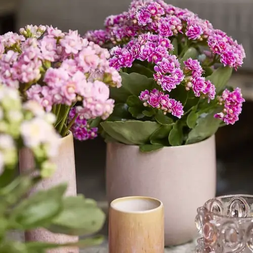 How to Make Kalanchoe Flower 2