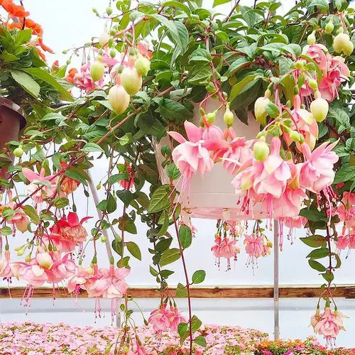 Classic Hanging Basket Plant Idea 5