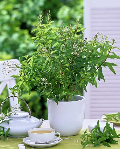 top best Herbs that Keep Mosquitoes Away