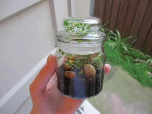  DIY Closed Terrariums 5