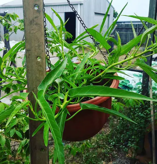 Growing Asian Greens 3