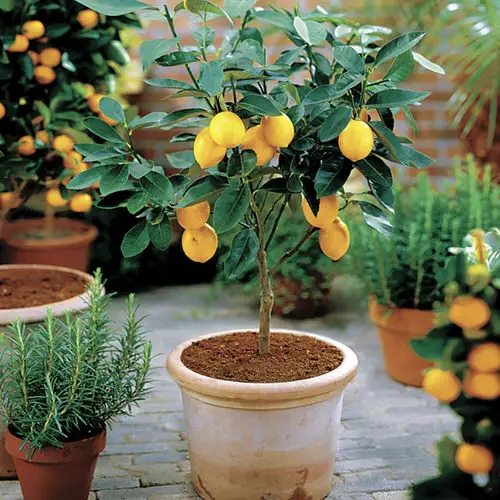 Lemon Tree Flowers Drop 3