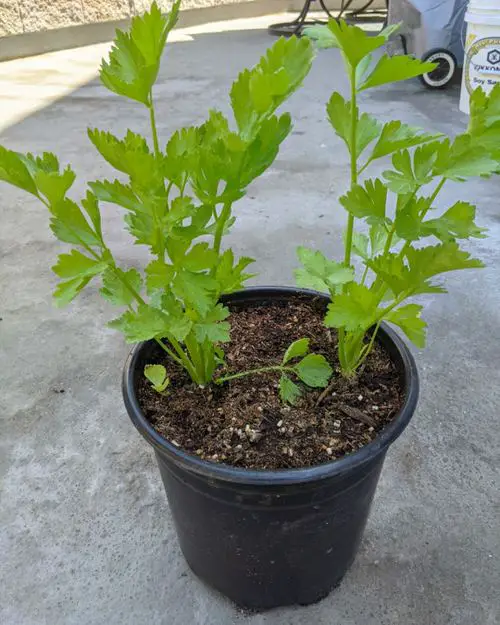 Tasty Asian Greens for Containers 6
