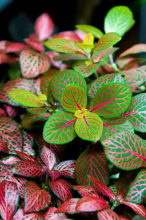 Plants with Pink and Green Leaves 6
