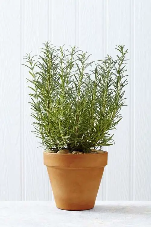 Top Plants That Repel Mosquitoes 