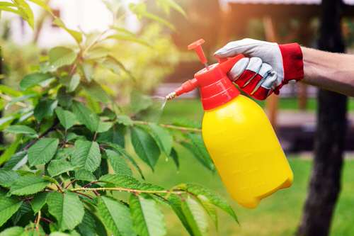 Gardener's Old Wives Tales that Really Work6