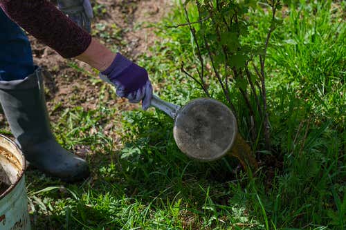 Gardener's Old Wives Tales that Really Work 7