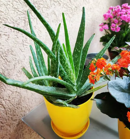 top Best Medicinal Plants with Their Benefits