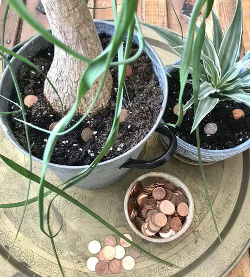 Gardener's Old Wives Tales that Really Work8