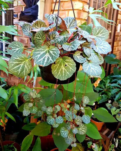 Classic Hanging Basket Plant Idea 9