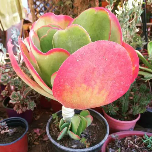 Plants with Pink and Green Leaves 5