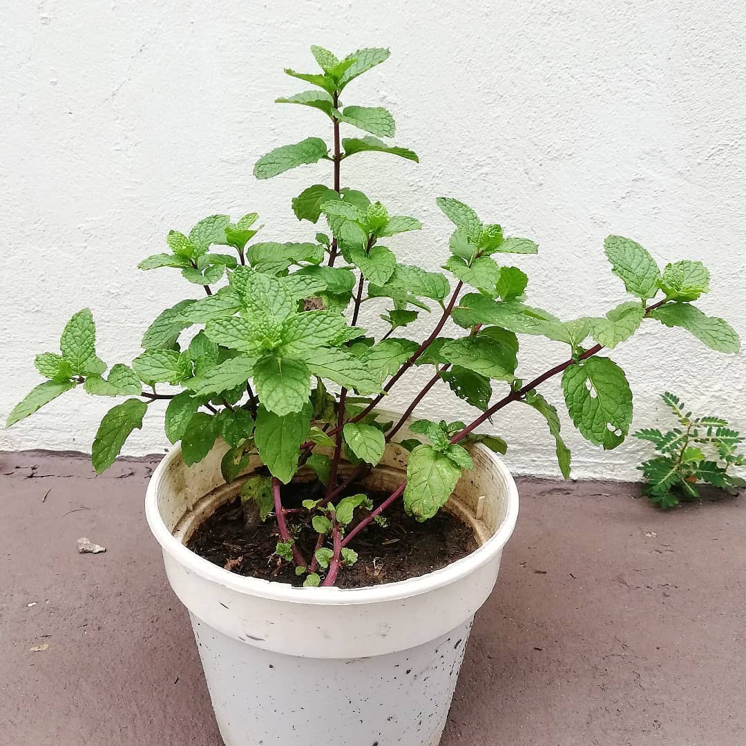 How to Grow Mint in Small Space 8