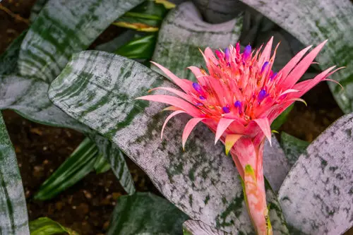 Best Types of Colorful Flowers  24