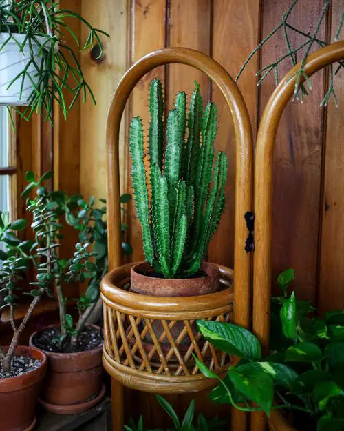 How to Grow African Milk Tree Cactus
