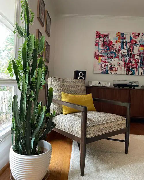 Requirements for Growing African Milk Tree Cactus