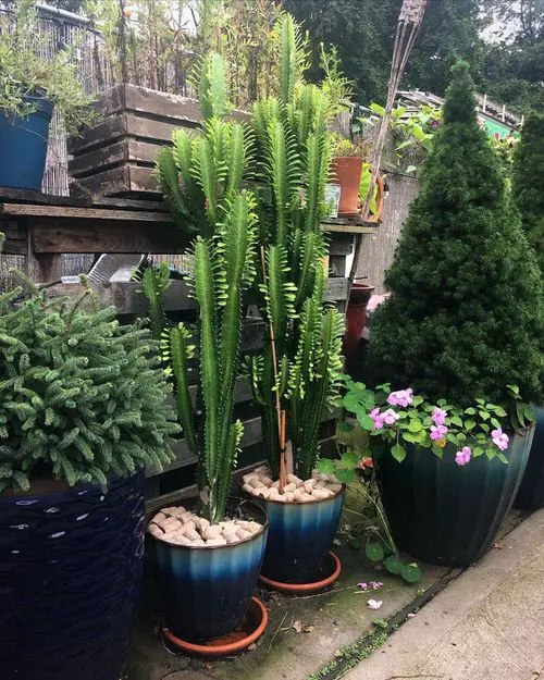African Milk Tree Cactus Care