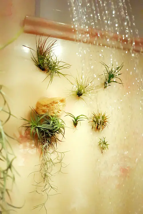 Tropical Plants You Can Grow in the Bathroom