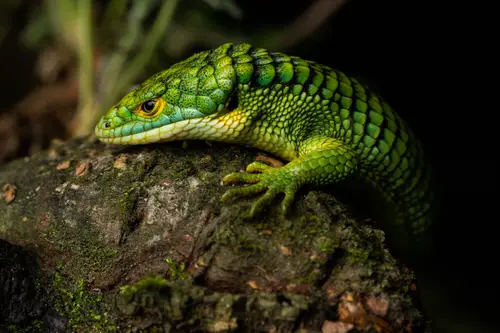 Tips to get rid of Lizards #4