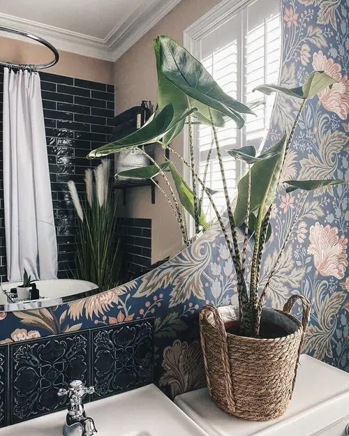 Houseplants in a washroom 6