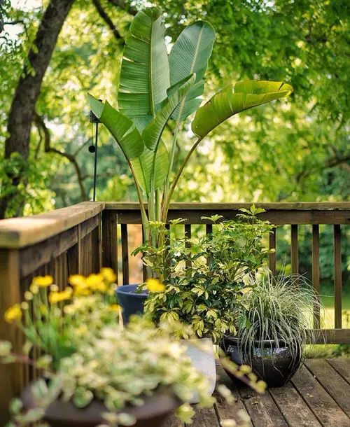 Increase Curb Appeal Using Plants idea 16