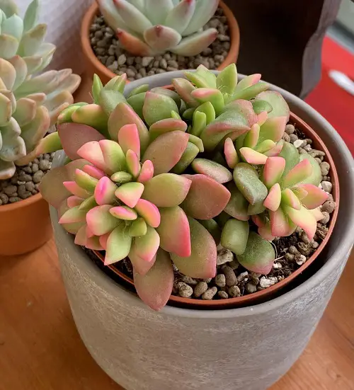 Sand Rose Succulent look like rose