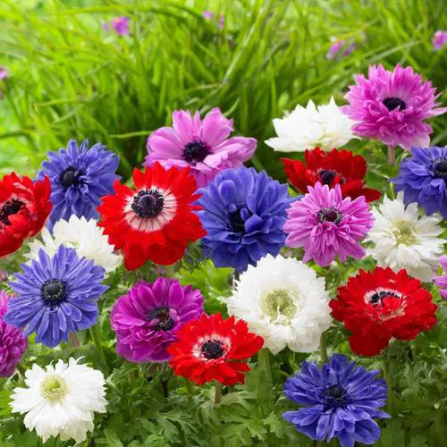 Best Types of Colorful Flowers  5