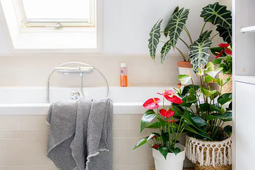 Houseplants in a washroom 17