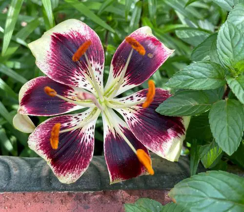 Best Types of Colorful Flowers 29