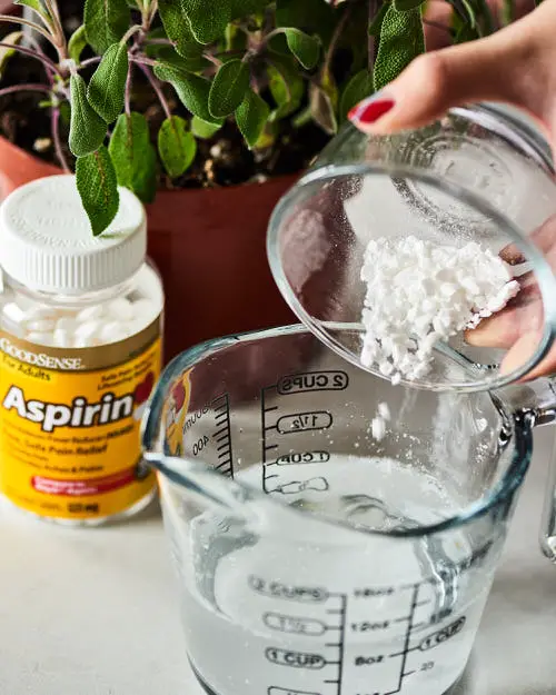 Put these 10 Things in Your Rose Planting Hole for More Flowers 9