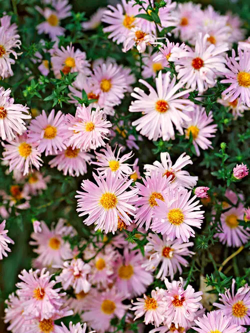 Best Types of Colorful Flowers 9