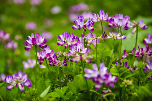 Growing Astragalus 05